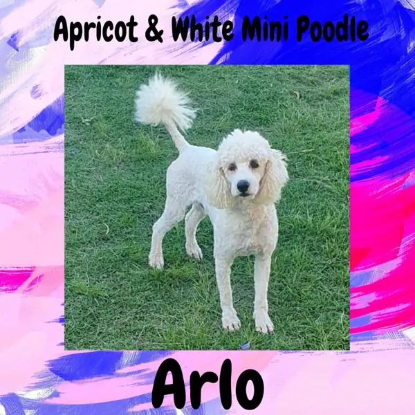 Arlo, Apricot & White Mini Poodle breeding dog at Brisbane Bordoodles