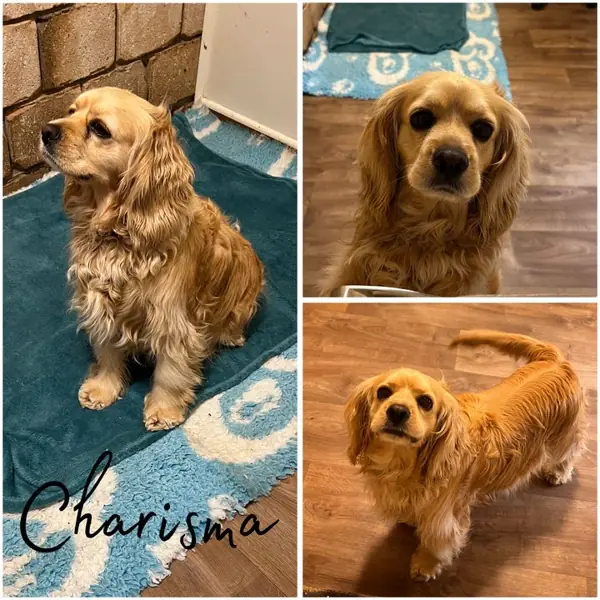 Charisma, Cocker Spaniel breeding dog at Brisbane Bordoodles