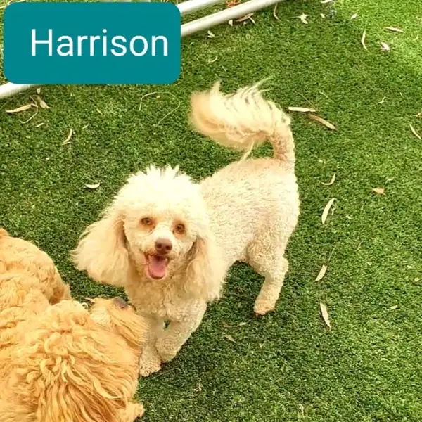 Harrison, Apricot Toy Poodle breeding dog at Brisbane Bordoodles