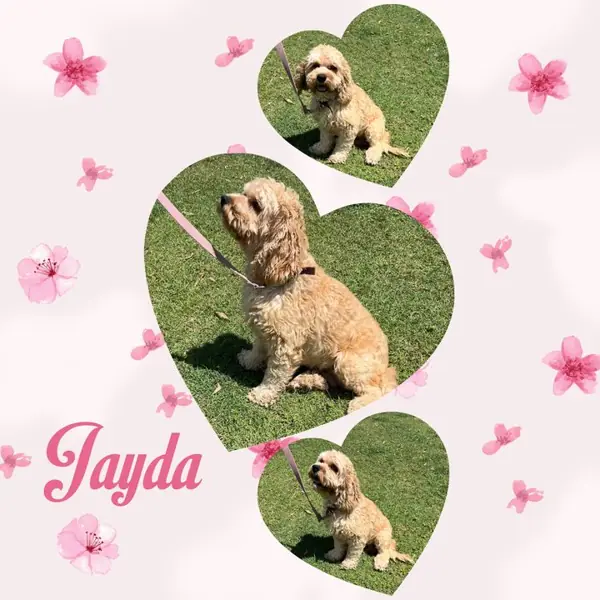 Jayda, Spoodle breeding dog at Brisbane Bordoodles