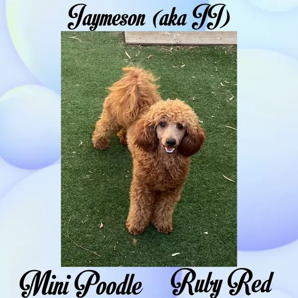 Jaymeson, Ruby Red Mini Poodle breeding dog at Brisbane Bordoodles
