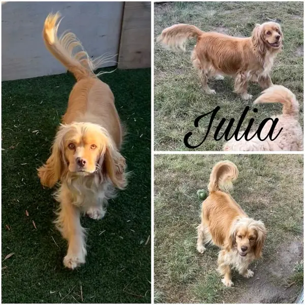 Julia, Cocker Spaniel breeding dog at Brisbane Bordoodles