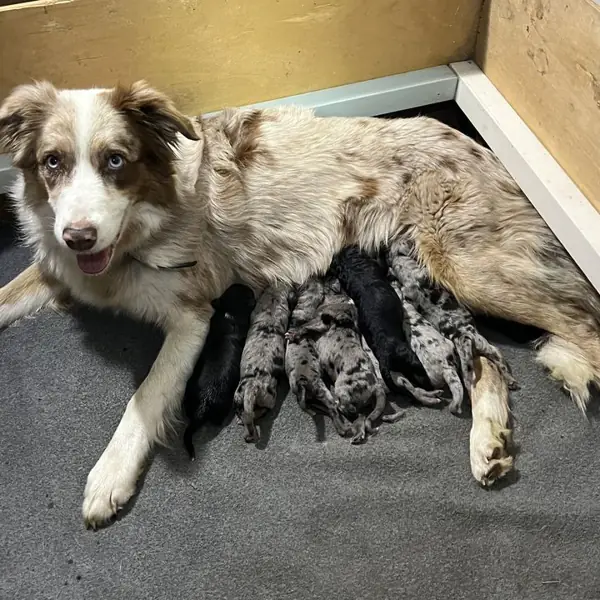 Lola, Border Collie breeding dog at Brisbane Bordoodles