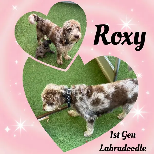 Roxy, 1st Gen Labradoodle breeding dog at Brisbane Bordoodles