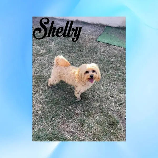 Shelby, Moodle breeding dog at Brisbane Bordoodles