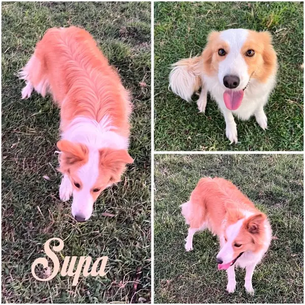 Supa, Red & White Border Collie breeding dog at Brisbane Bordoodles