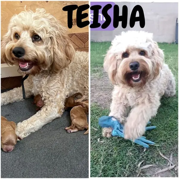Teisha, Cavoodle breeding dog at Brisbane Bordoodles
