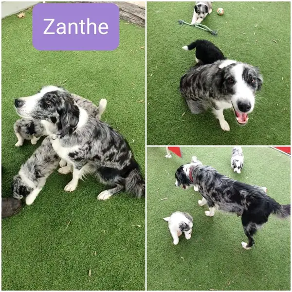 Xanthe, Border Collie breeding dog at Brisbane Bordoodles
