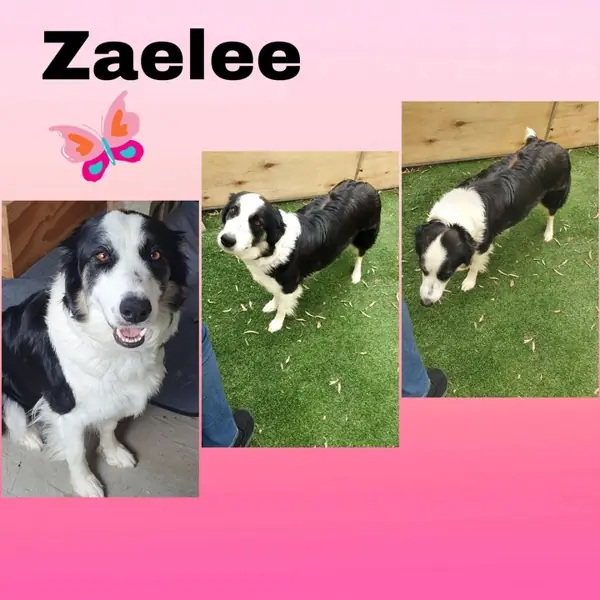 Zaelee, Border Collie breeding dog at Brisbane Bordoodles