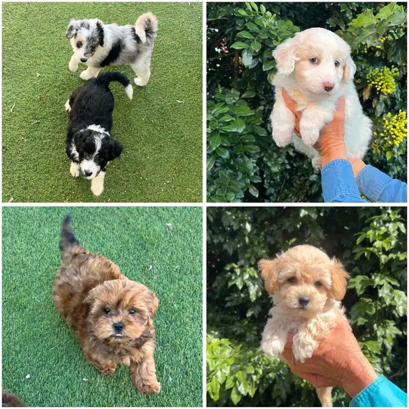Brisbane Bordoodles puppies playing and being cuddled