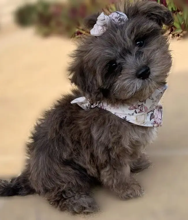 Little Lexi with their new family
