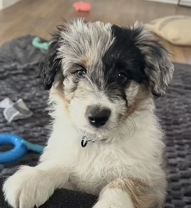 Rafa with their new family