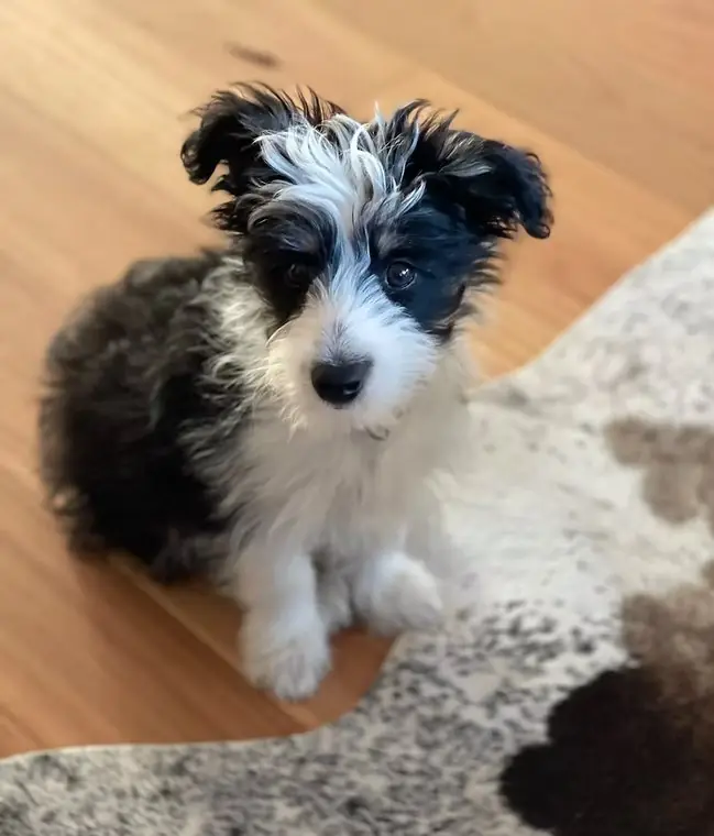 Sonny with their new family