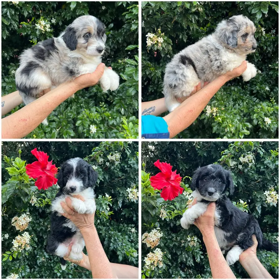 Mini Bordoodle puppies (Border Collie x Mini Poodle) from a previous litter