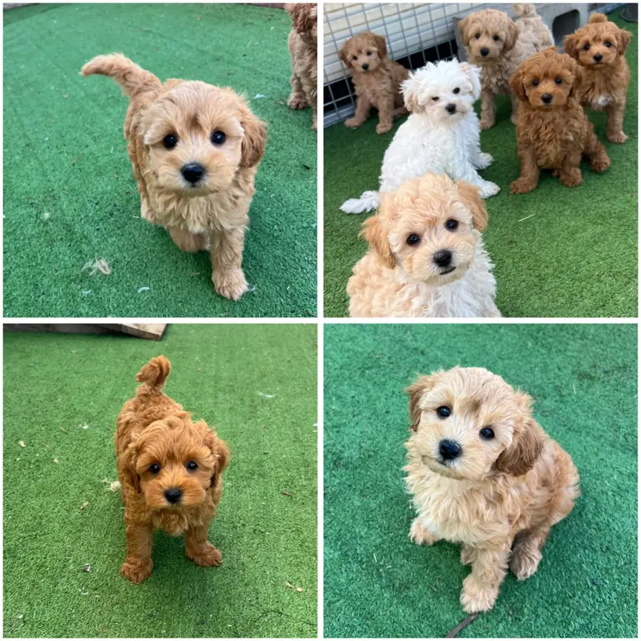 Moodle puppies (Maltese x Poodle) from a previous Brisbane Bordoodles litter