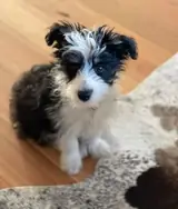 Sonny the Bordoodle