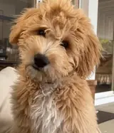 Stella the puppy