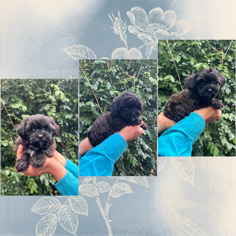 Shmoodle puppies (Maltese Shih-Tzu x Toy Poodle) from a previous litter