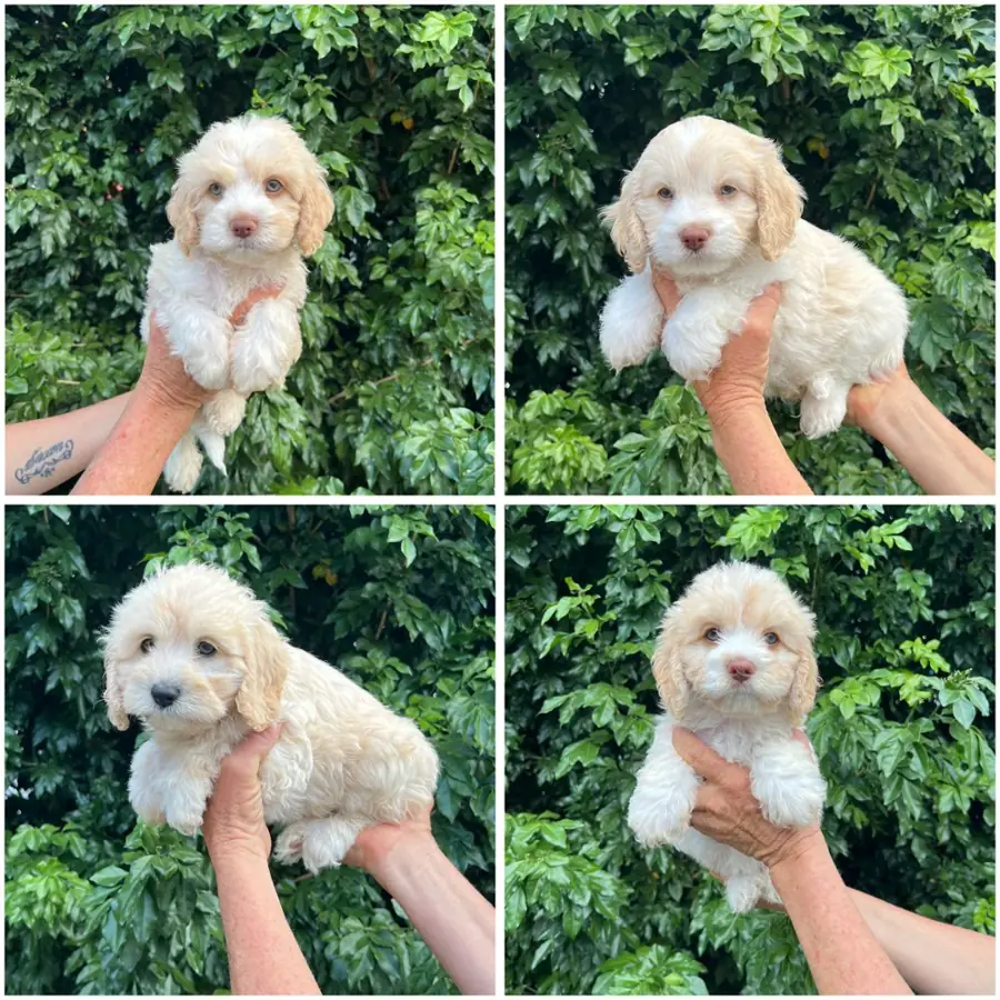 Spoodle puppies (Cocker Spaniel x Mini Poodle) from a previous litter